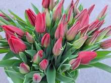 Afbeelding in Gallery-weergave laden, Tulpen - rood
