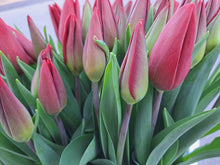 Afbeelding in Gallery-weergave laden, Tulpen - rood
