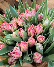 Afbeelding in Gallery-weergave laden, Tulpen dubbel - roze/groen
