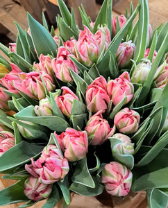 Tulpen dubbel - roze/groen