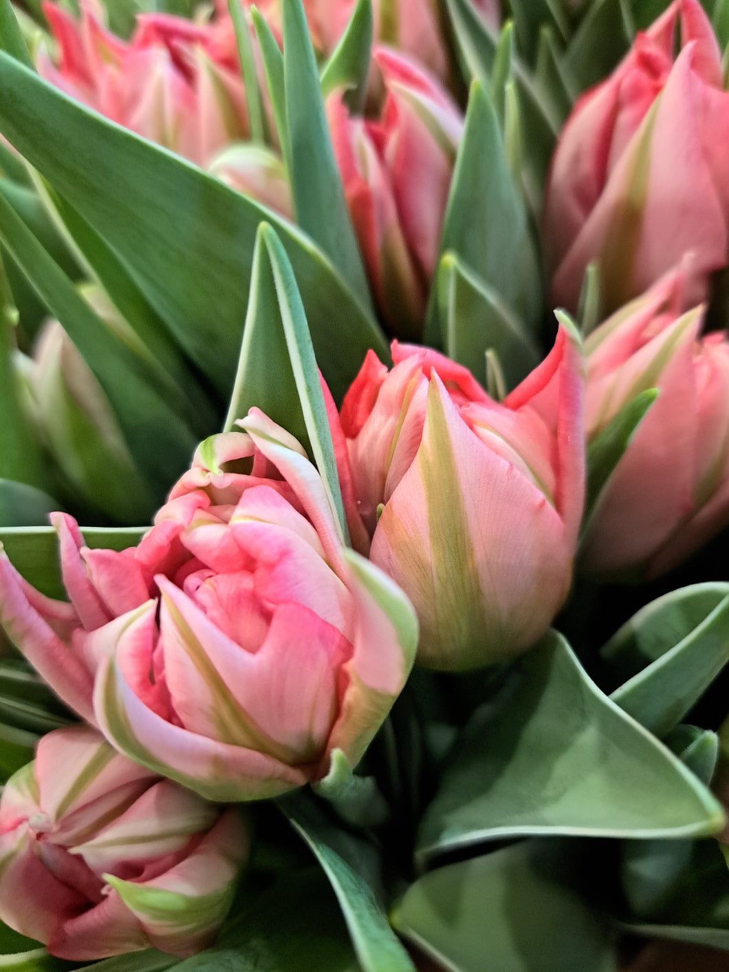 Tulpen dubbel - roze/groen