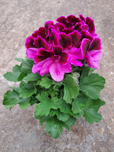 Franse geranium (Pelargonium) - 5 varianten