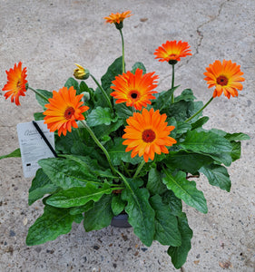 Gerbera Sweet Caroline