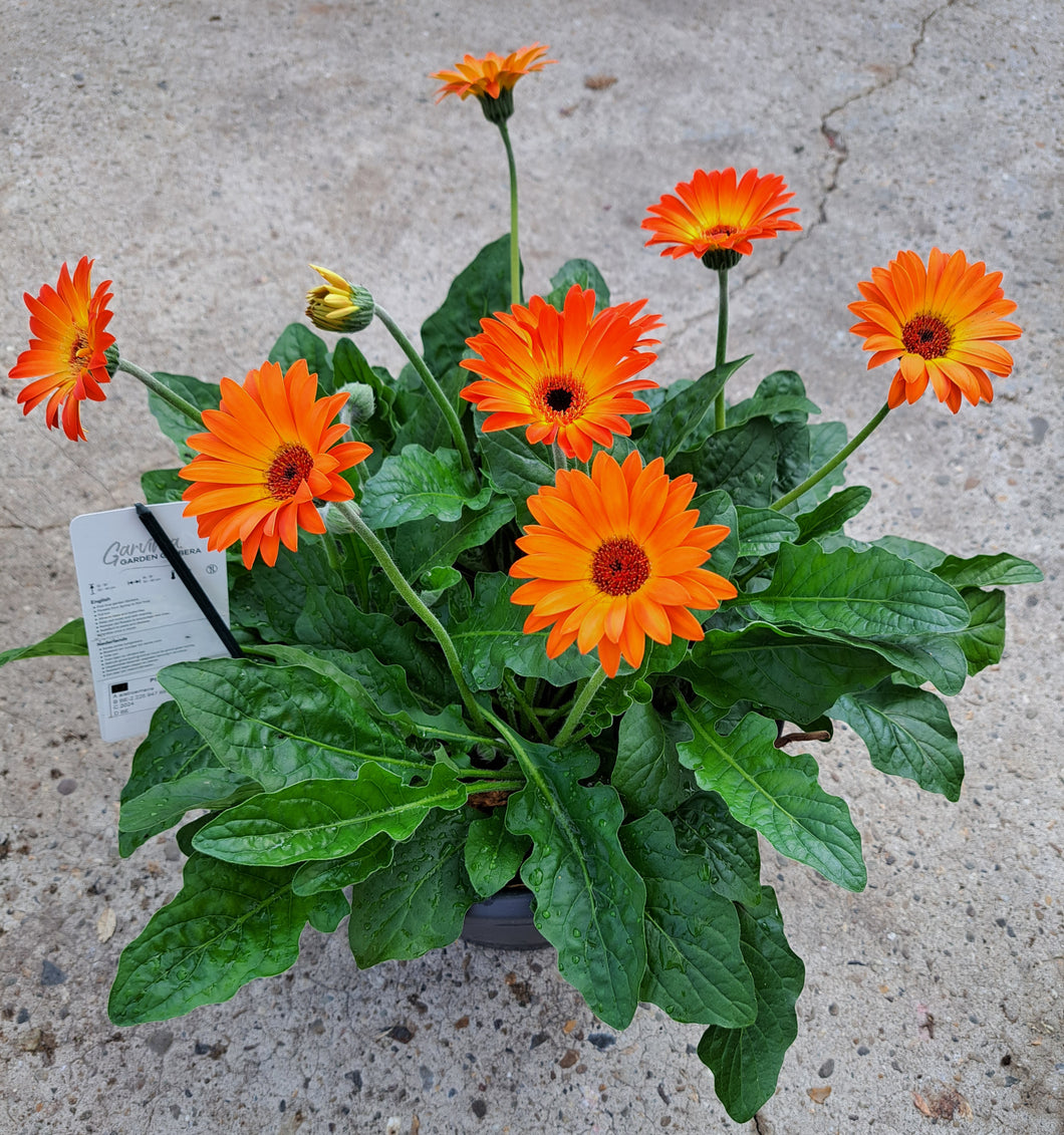 Gerbera Sweet Caroline