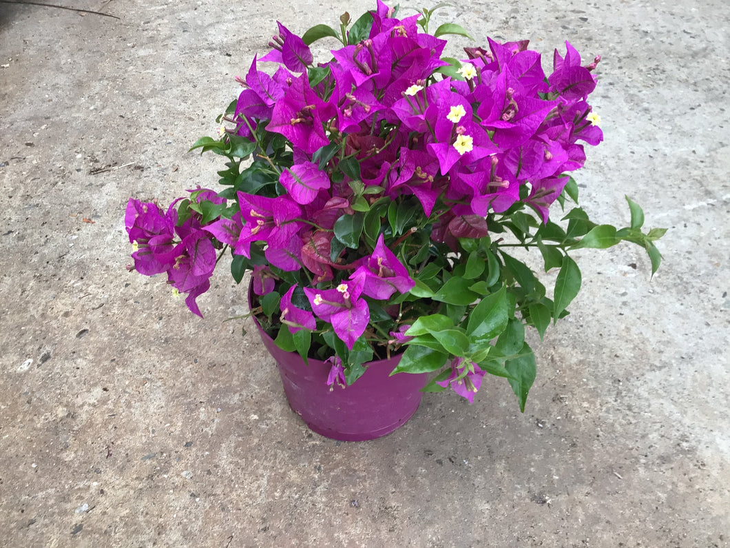 Bougainvillea klein