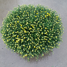 Afbeelding in Gallery-weergave laden, Chrysant
