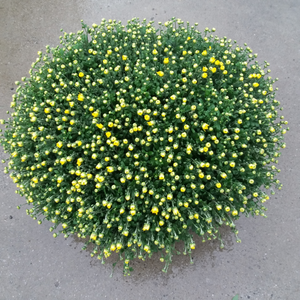 Chrysant