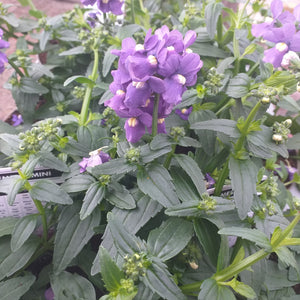 Nemesia mini blauw