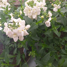 Afbeelding in Gallery-weergave laden, Nemesia mini wit
