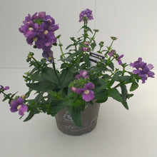 Afbeelding in Gallery-weergave laden, Nemesia mini blauw
