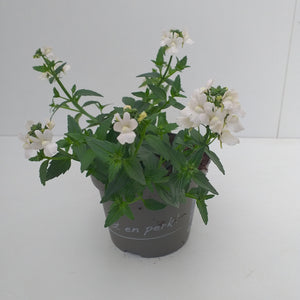 Nemesia mini wit