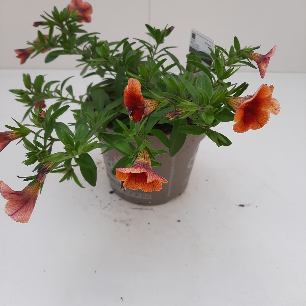 Surfinia oranje