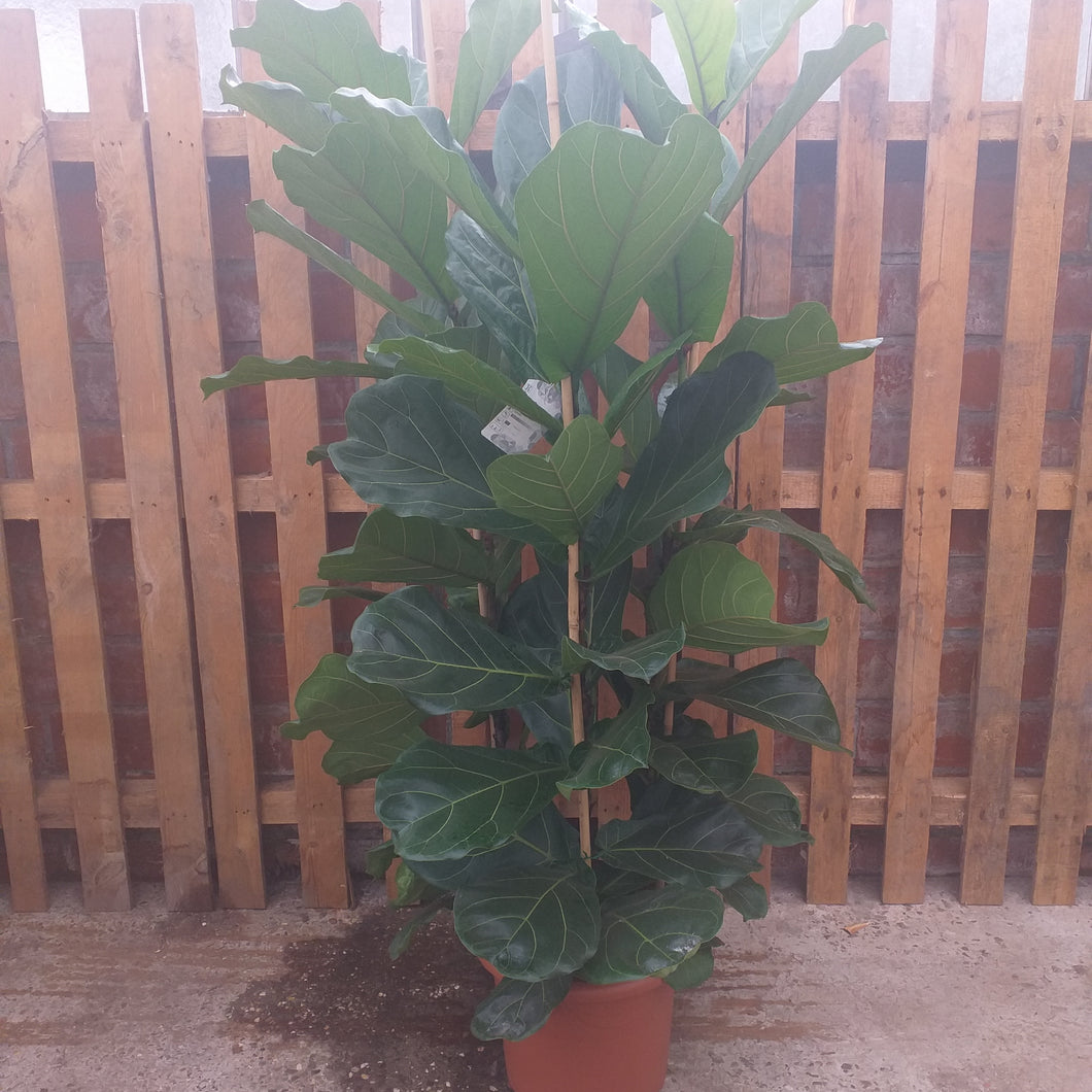 Ficus Lyrata 2m