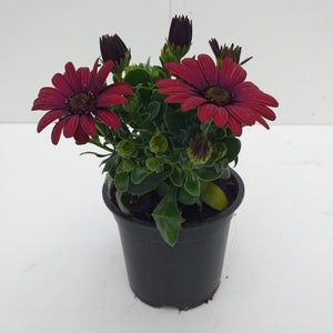 Osteospermum bordeau