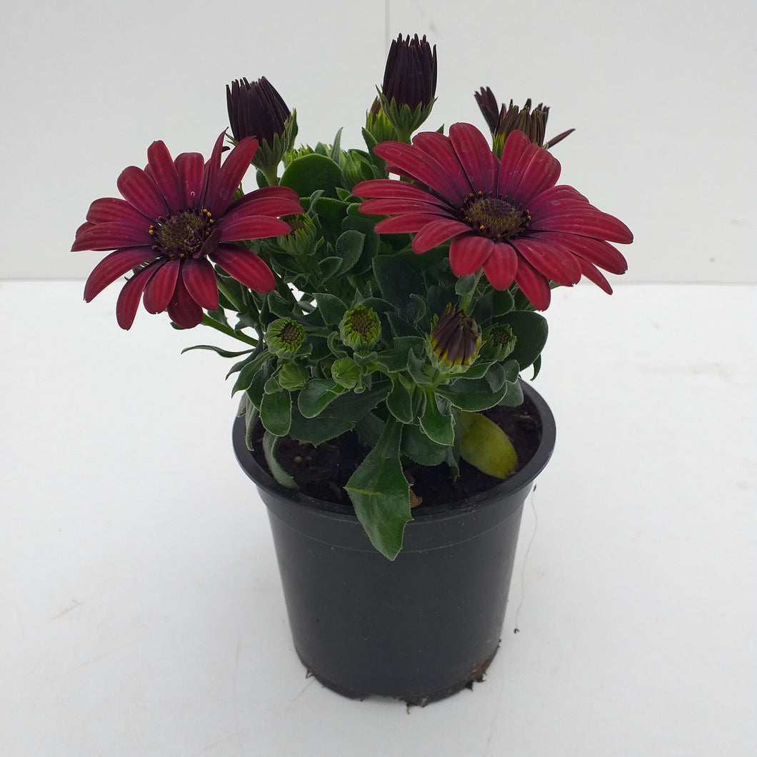Osteospermum bordeau