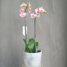 Afbeelding in Gallery-weergave laden, Orchidee roze
