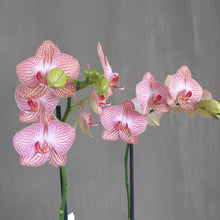 Afbeelding in Gallery-weergave laden, Orchidee roze
