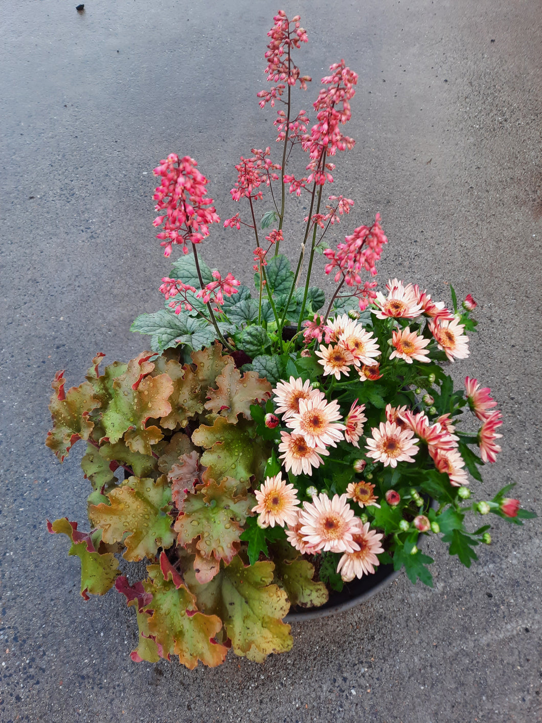 Plantenschaal