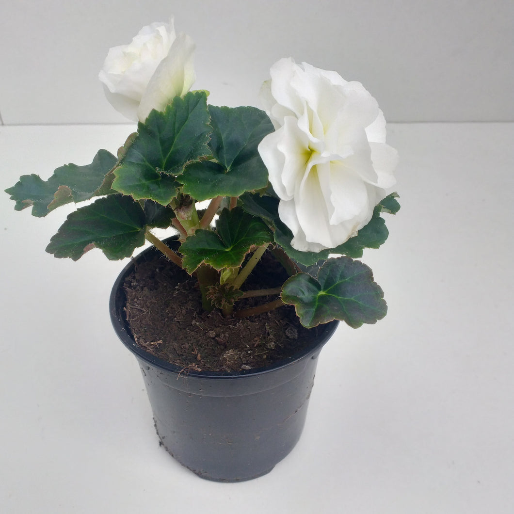 Begonia grootbloemig wit