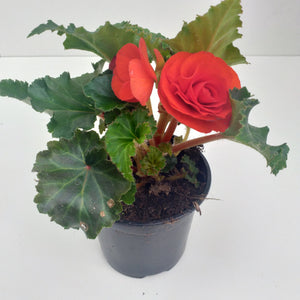 Begonia grootbloemig oranjerood