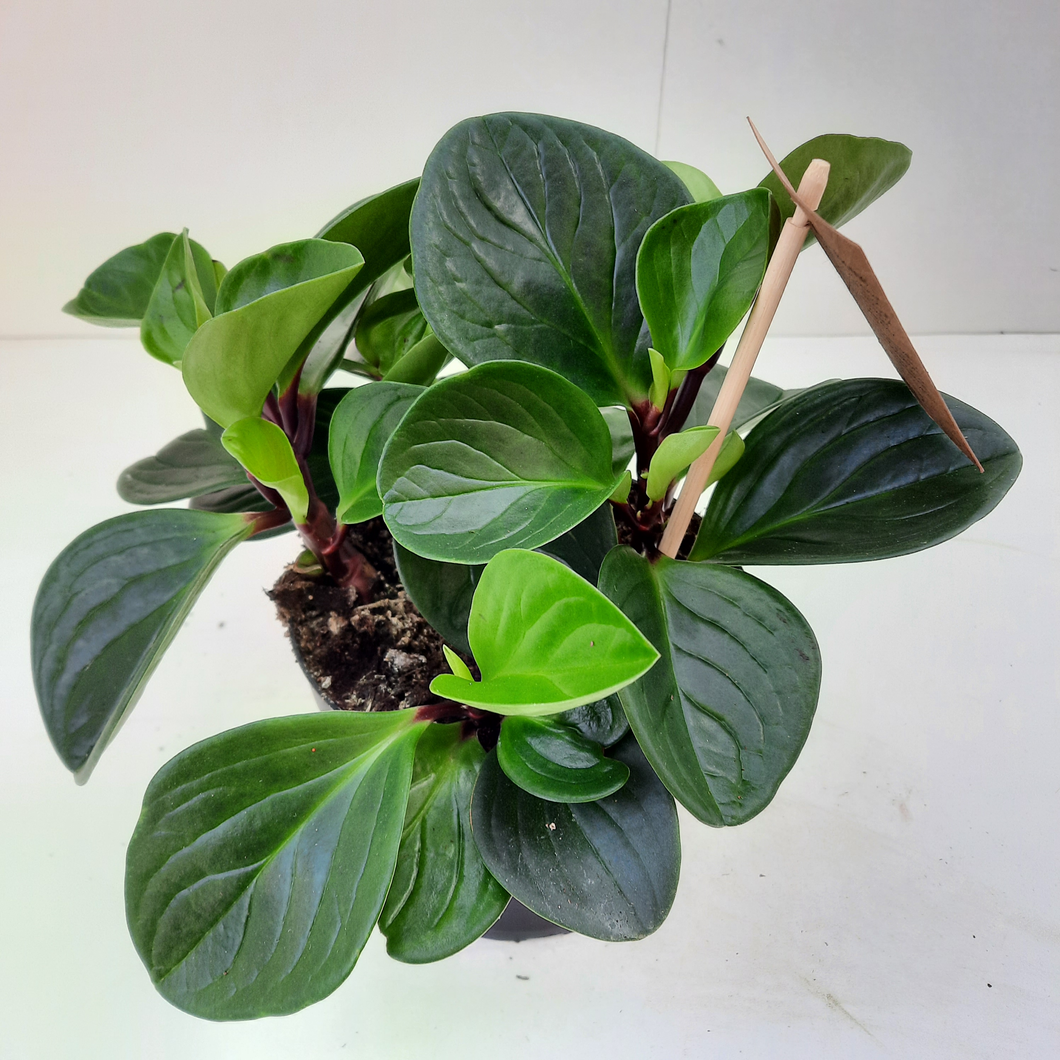 Peperomia Red Canyon