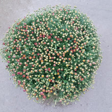 Afbeelding in Gallery-weergave laden, Chrysant
