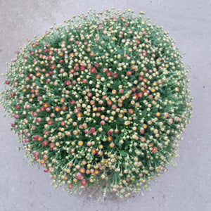 Chrysant