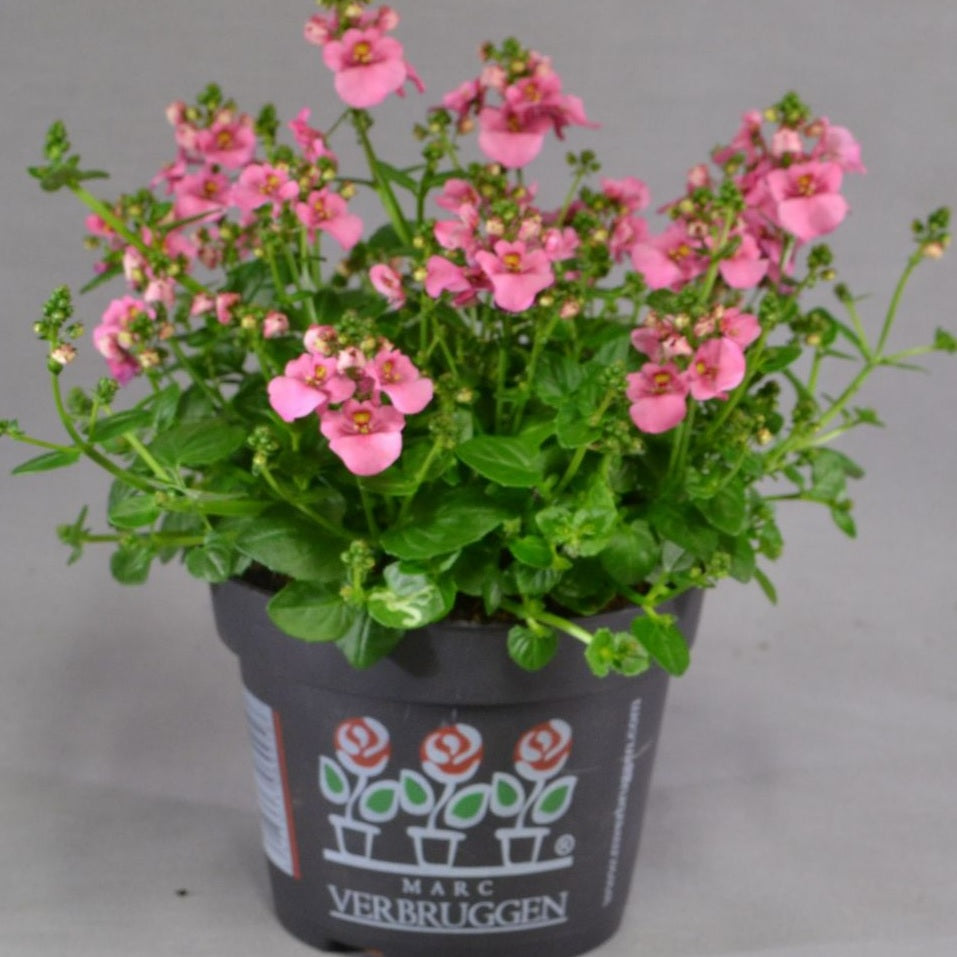 Diascia roze