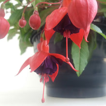 Afbeelding in Gallery-weergave laden, Fuchsia Dollar Princess
