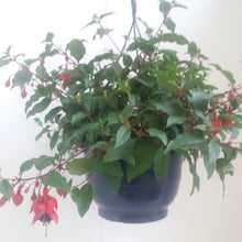 Afbeelding in Gallery-weergave laden, Fuchsia Dollar Princess
