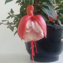 Afbeelding in Gallery-weergave laden, Fuchsia Miss California
