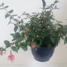 Afbeelding in Gallery-weergave laden, Fuchsia Miss California
