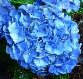 Hortensia groot blauw