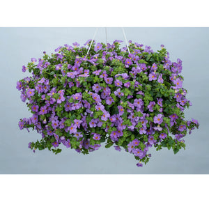 Bacopa violet hangpot